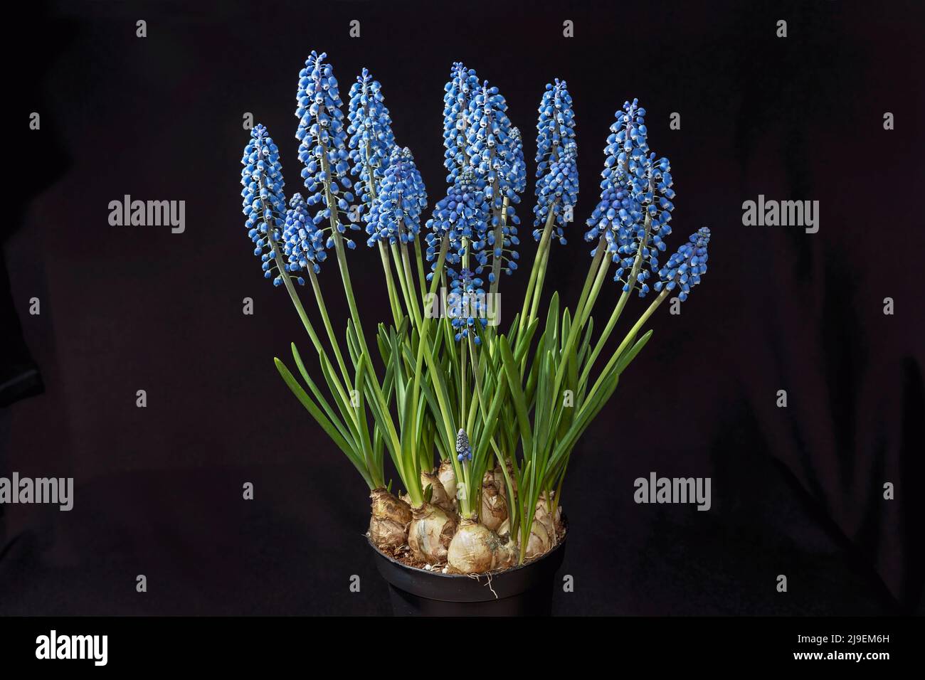 large cluster of bright royal blue grape hyacinth Muscari bulbs blooming in a small pot against a black background Stock Photo