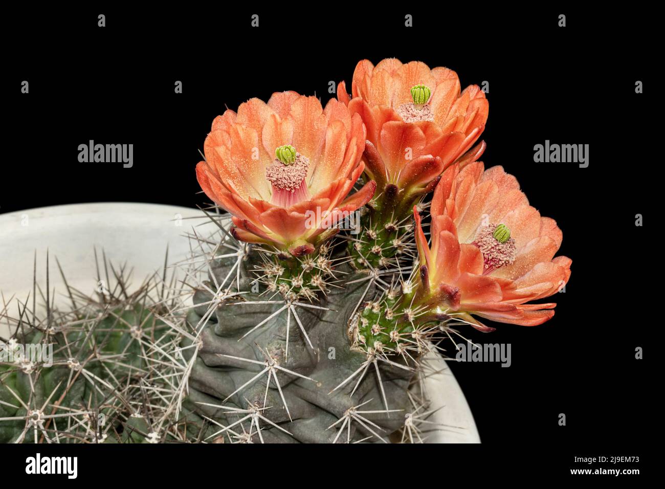 Potted Echinocereus triglochidiatus claret cup hedgehog cactus with three brilliant orange flowers among the dangerous spines on a black background Stock Photo