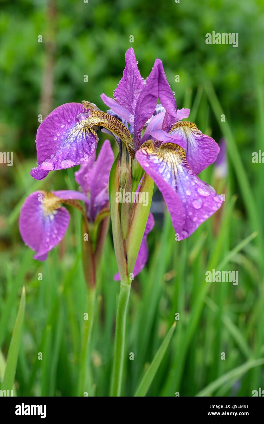 Iris 'Sparkling Rose', Siberian iris 'Sparkling Rose', Iris sibirica 'Sparkling Rosé, Pinkish-blue flowers Stock Photo