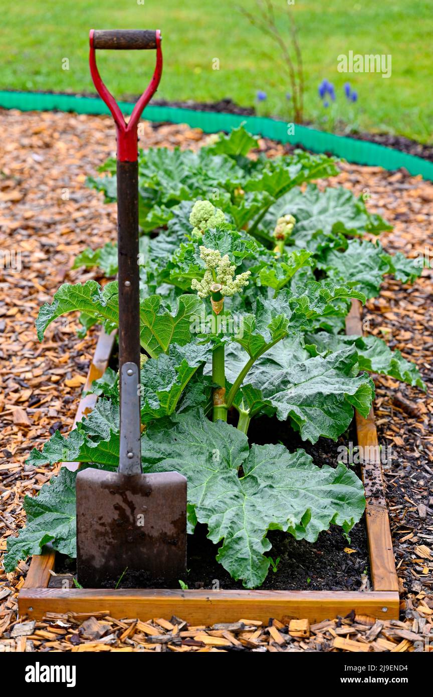 cultivation box with rhubarbs and a spade standing Stock Photo - Alamy