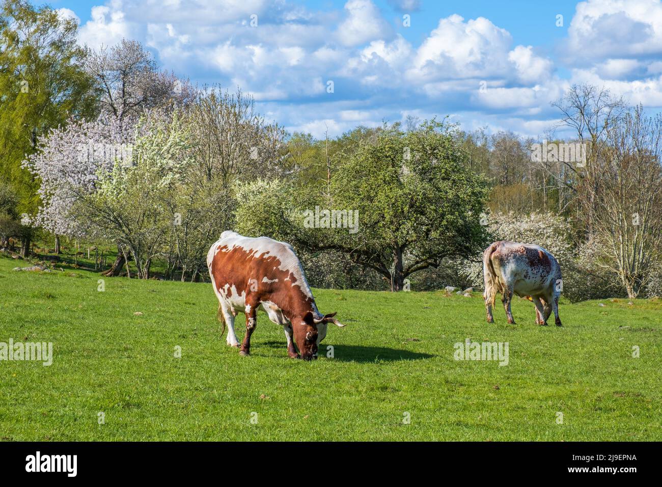 Grazing dairy cows on a meadow with flowering fruit trees Stock Photo ...