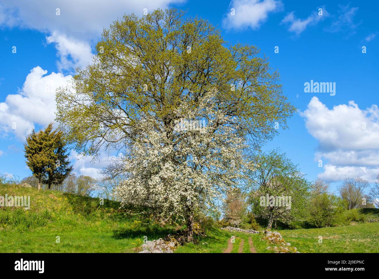 Rural landscape view with flowering trees in the spring Stock Photo