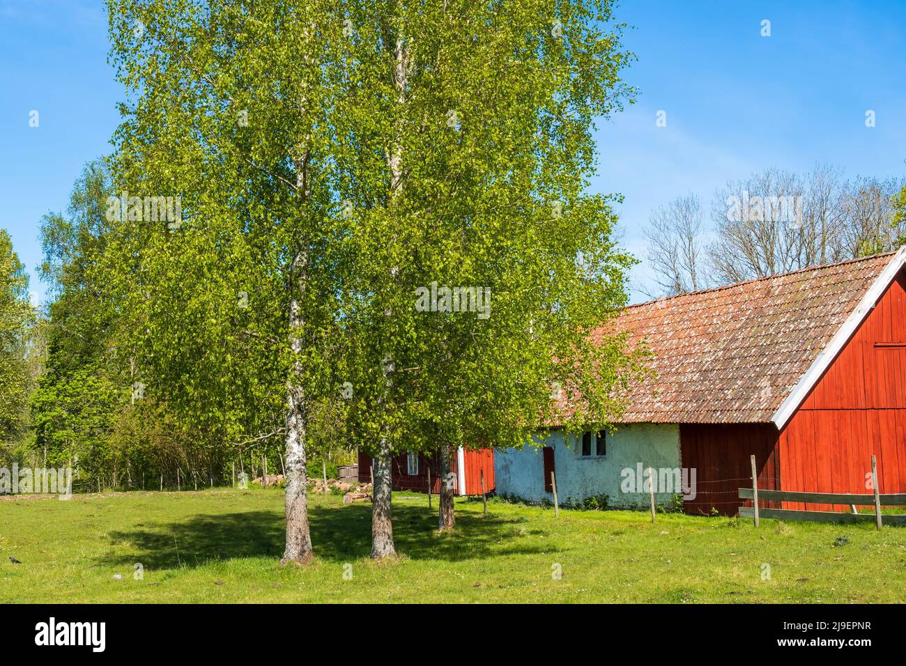 Birch tree on a meadow by a red farmhouse Stock Photo Alamy