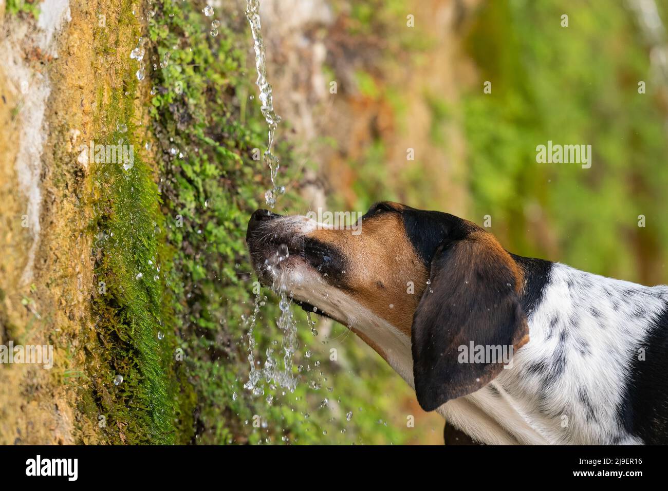 Thirsty dog drinking water from a fountain. Stock Photo