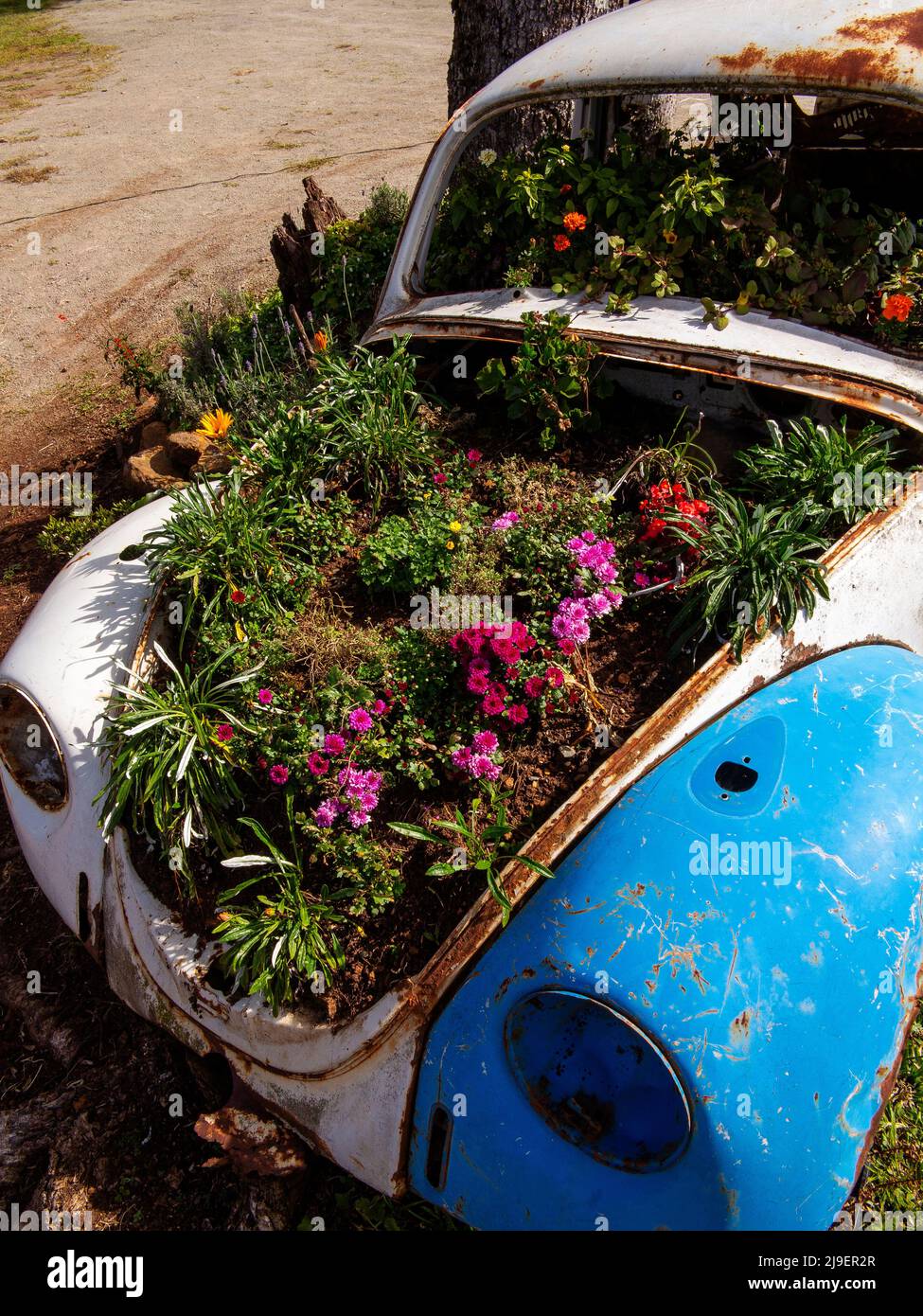 Old Volkswagen beetle used as a flower vase at Urubici hills, Santa