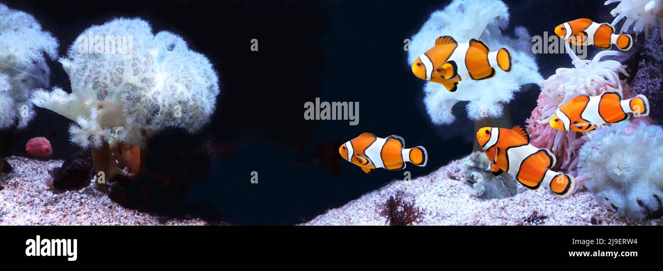 Sea anemone and clown fish in marine aquarium. Isolated on black background. Horizontal banner with tropical fish. Copy space for text. Mock up templa Stock Photo