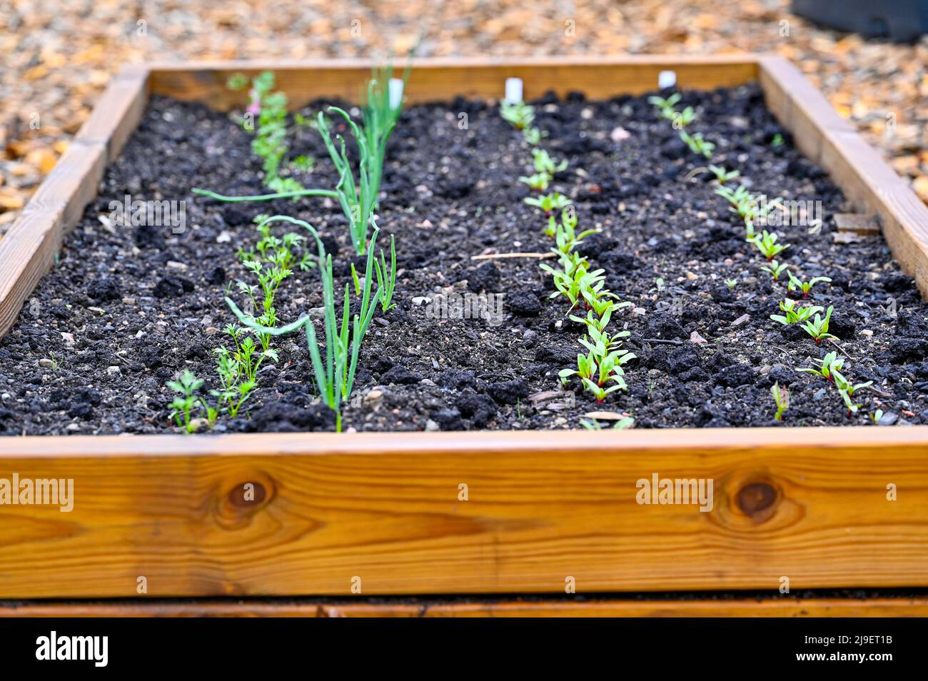 straight lines of vegetables in cultivating box Stock Photo