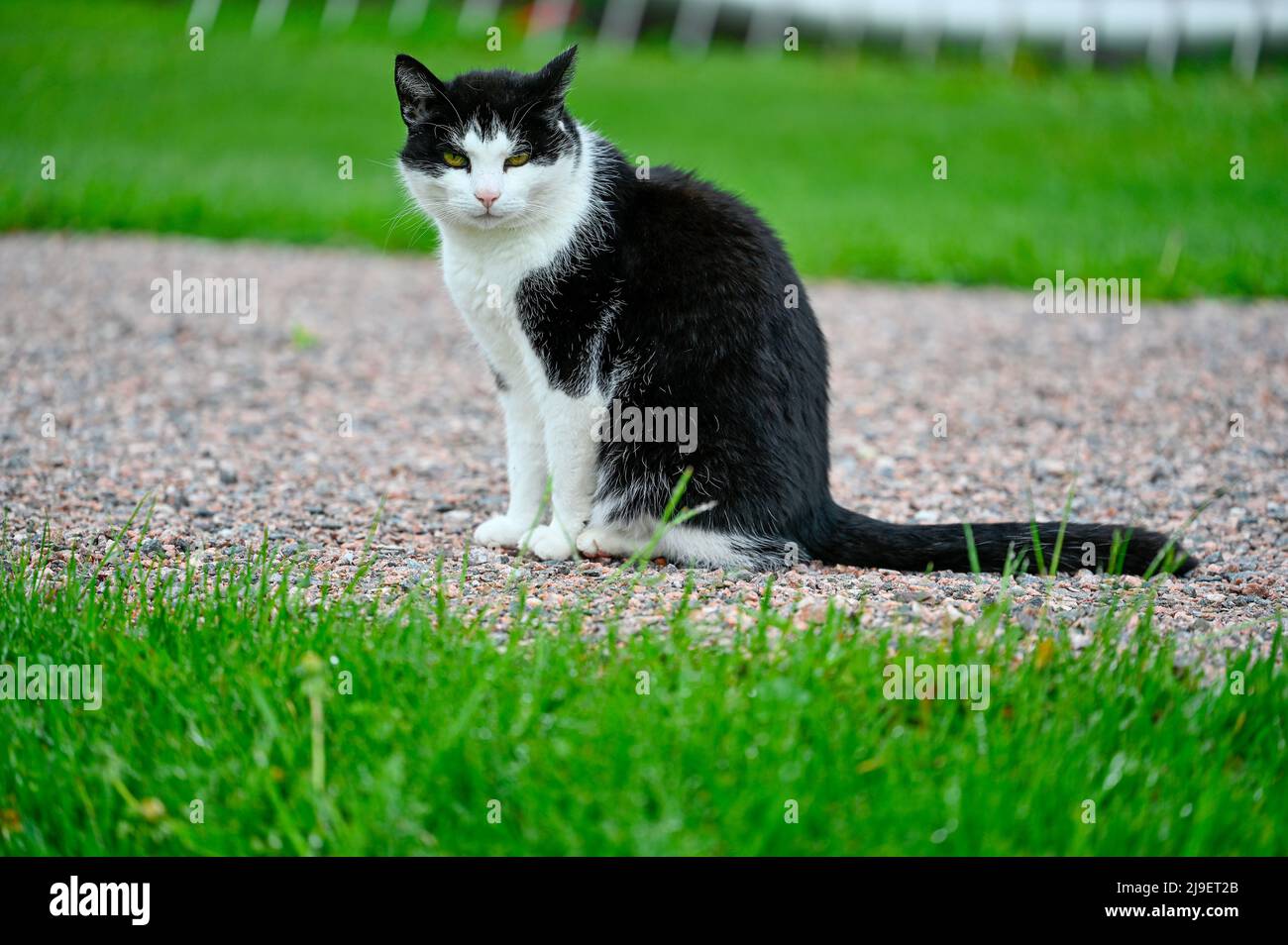 black and white domestic cat sitting in garden Stock Photo