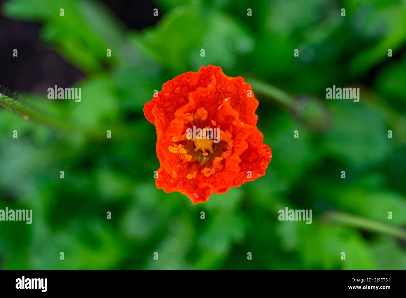 closeup of beautiful orange ice poppy in garden Stock Photo
