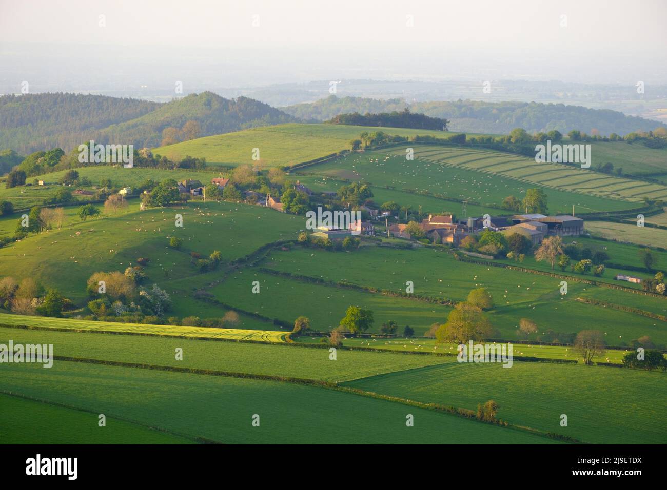 Rolling hills of Shropshire at spring in warm sunset light. United Kingdom Stock Photo