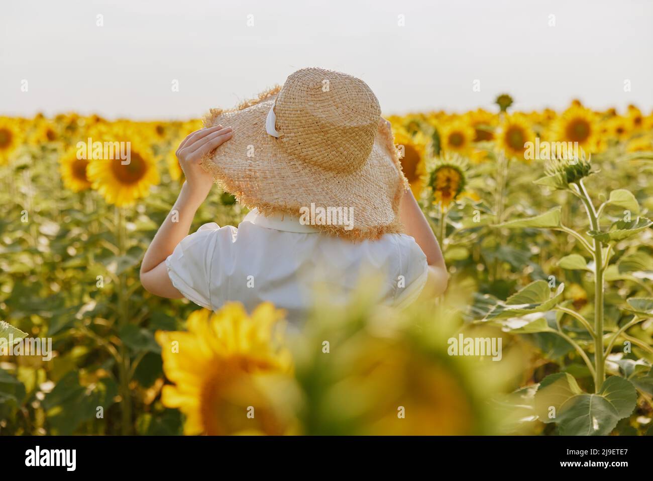 woman in a straw hat in a field of sunflowers back view Stock Photo - Alamy