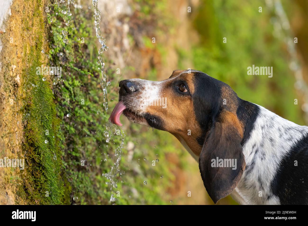 Dog drinking from water fountain hires stock photography and images