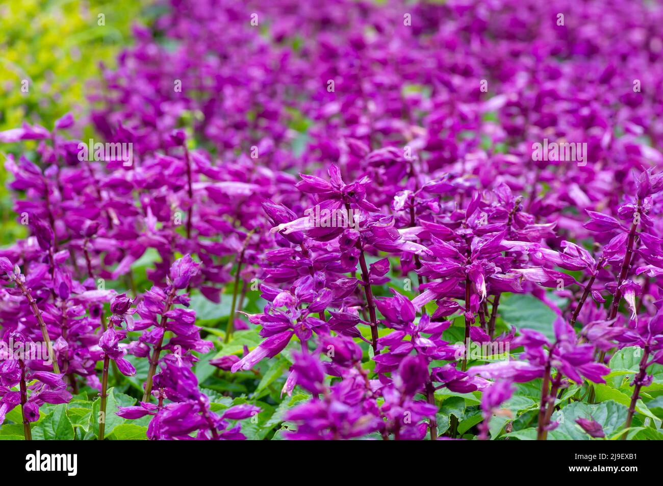 Purple scenery hi-res stock photography and images - Alamy