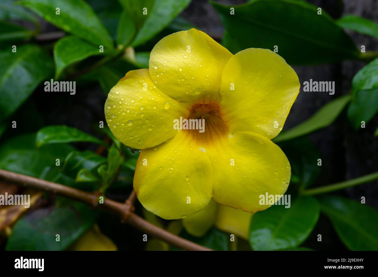 Yellow allamanda (Allamanda cathartica) flowers with waterdrops Stock Photo
