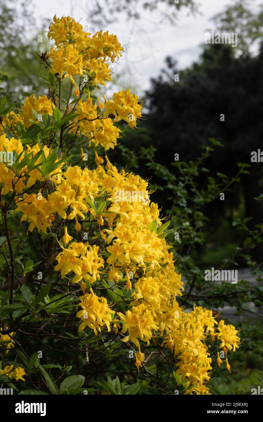 Rhododendron Luteum Sweet, Yellow Azalea or Honeysuckle Azalea blooming flowers, flowering plant in the family Ericaceae. Stock Photo