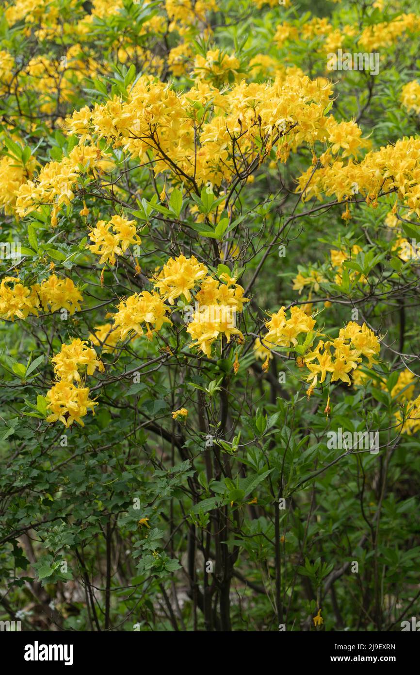 Rhododendron Luteum Sweet, Yellow Azalea or Honeysuckle Azalea blooming flowers, flowering plant in the family Ericaceae. Stock Photo
