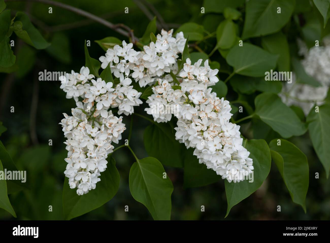 White flowers of Common lilac Syringa vulgaris L. 'Liliana', flowering plant in the olive family Oleaceae. Stock Photo