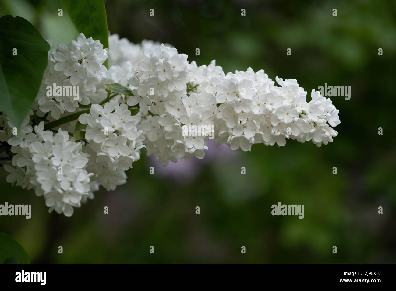 White flowers of Common lilac Syringa vulgaris L. 'Liliana', flowering plant in olive family Oleaceae. Stock Photo