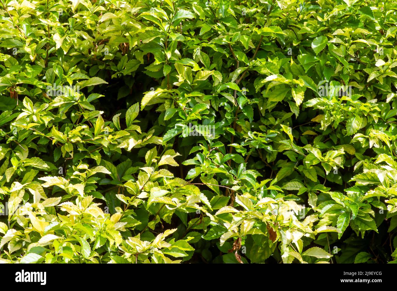 Green wild tea (Acalypha siamensis) leaves for natural background Stock Photo