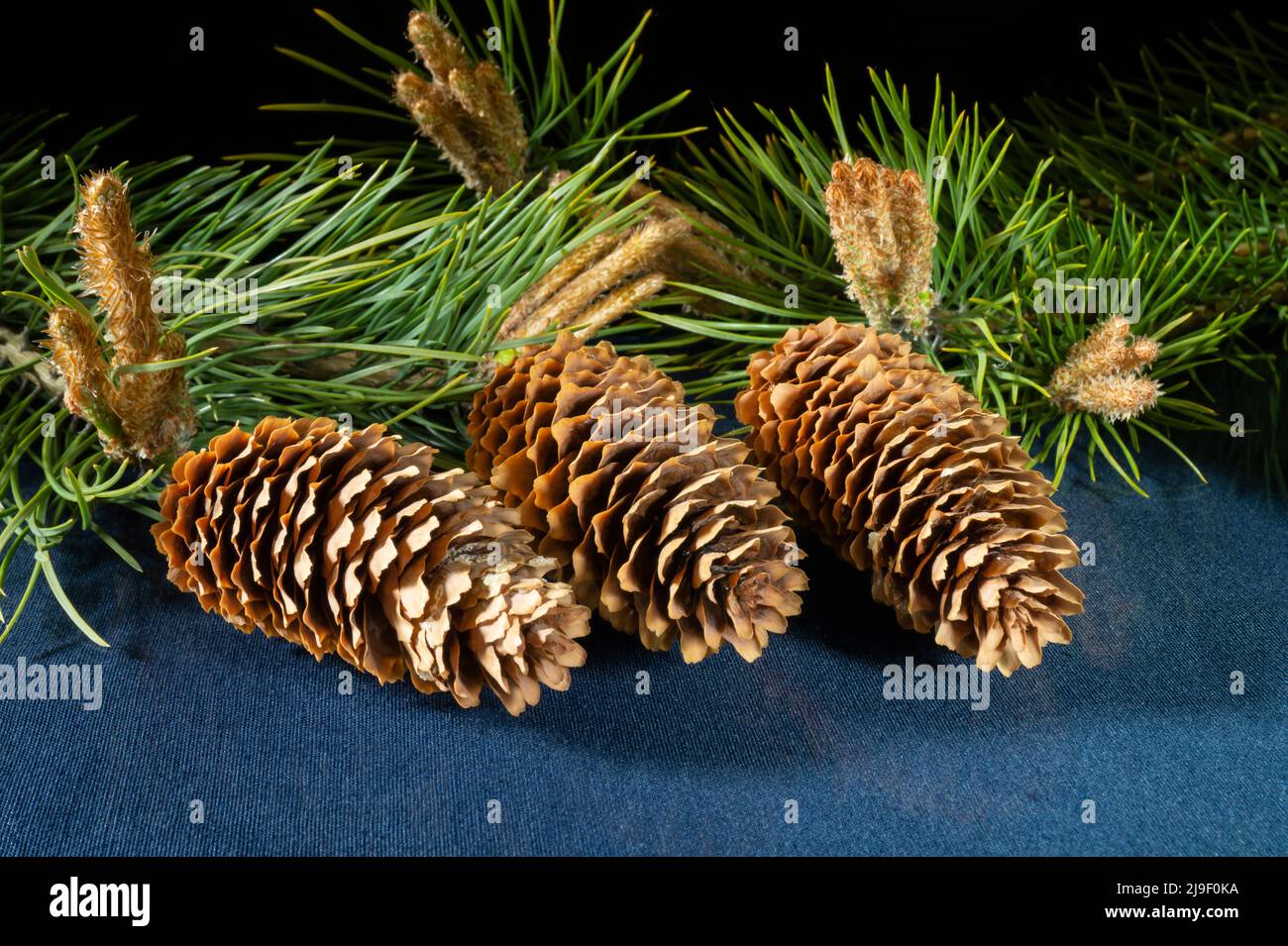 Branch of fir-tree with big long comes, close up. Studio shot on a black background Stock Photo