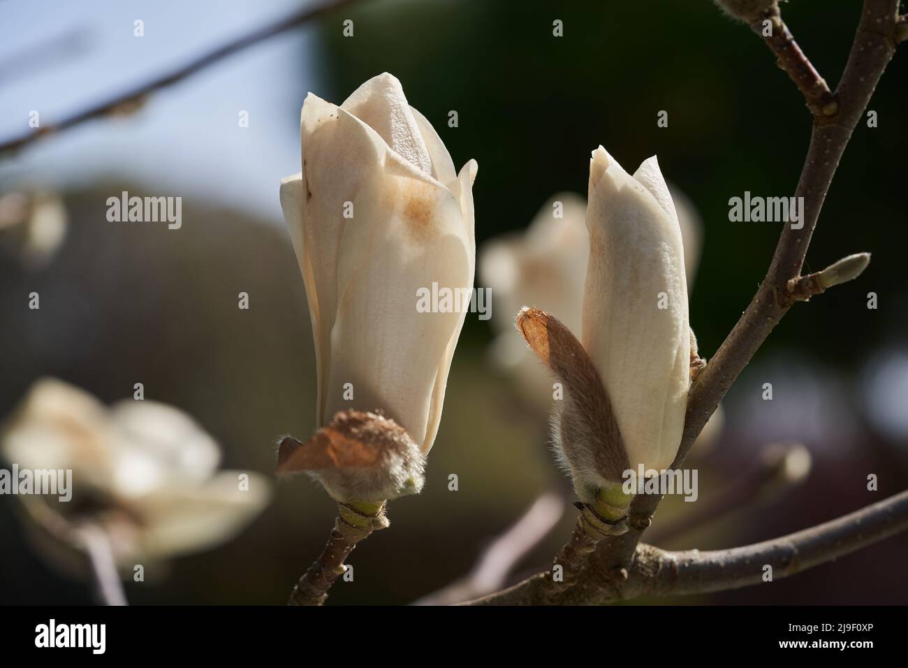 Blooming tree Magnolia kobus in the garden. Known as mokryeon kobus magnolia or kobushi magnolia. Detail of flower head, springtime. Stock Photo