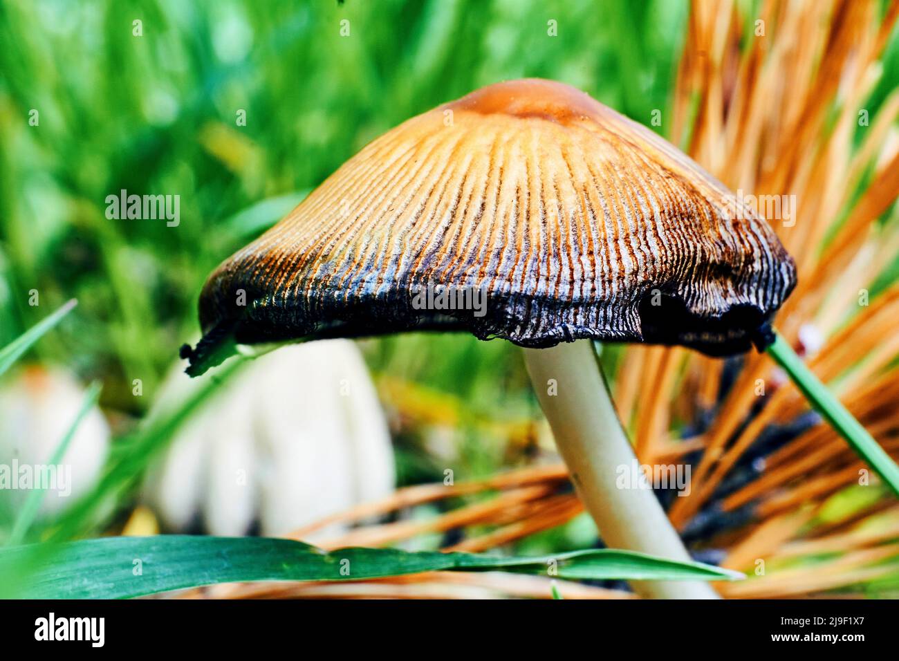 Ginger mushroom among green grass on a sunny summer warm day Stock Photo