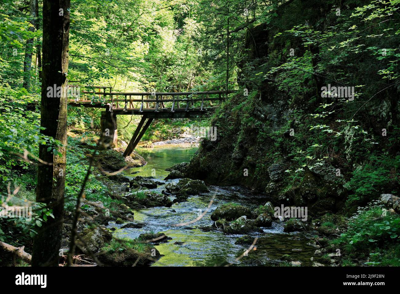 Wooden bridge over the creek in forest Stock Photo - Alamy