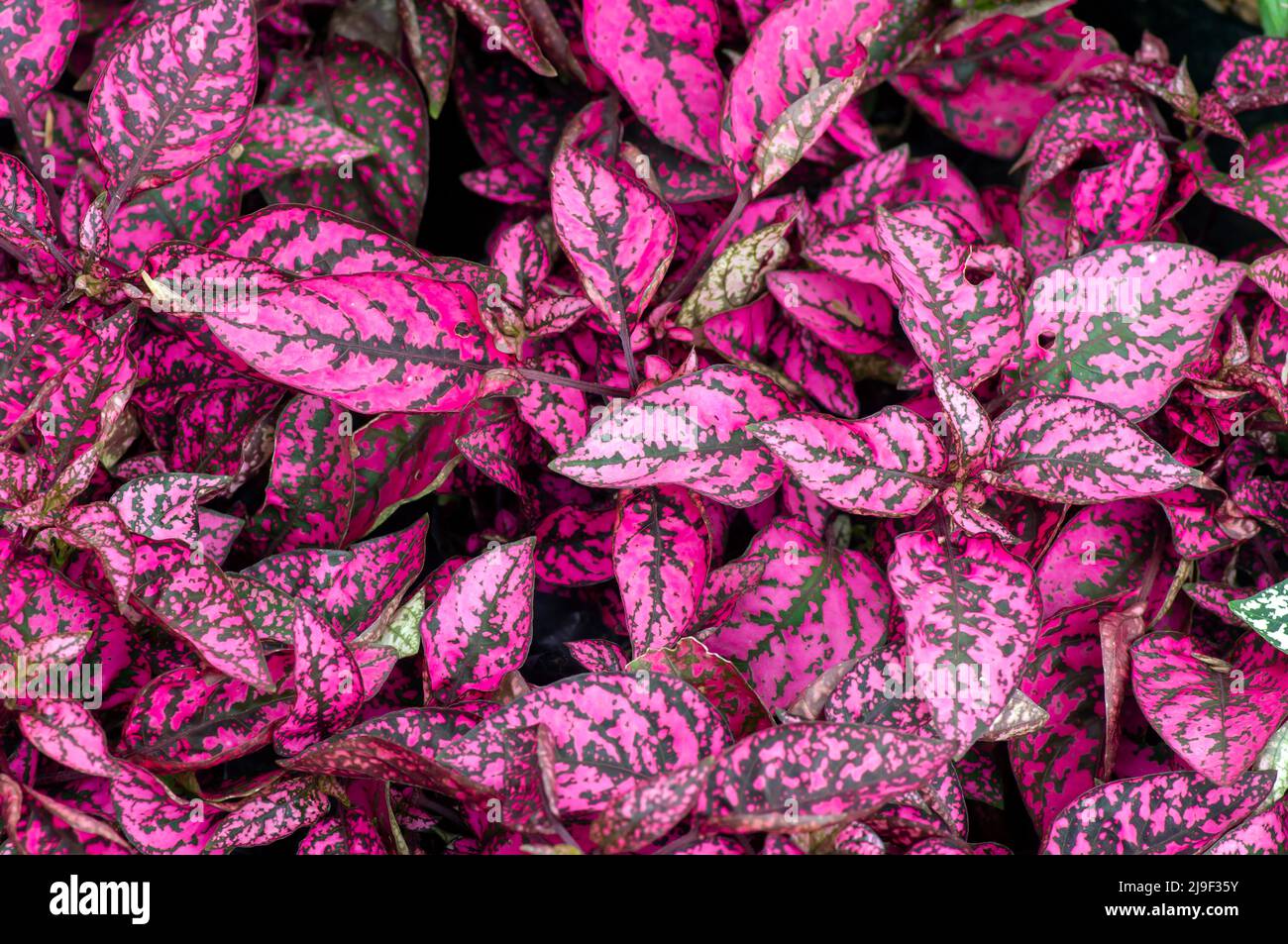 Red and pink Hypoestes phyllostachya leaves for natural background Stock Photo