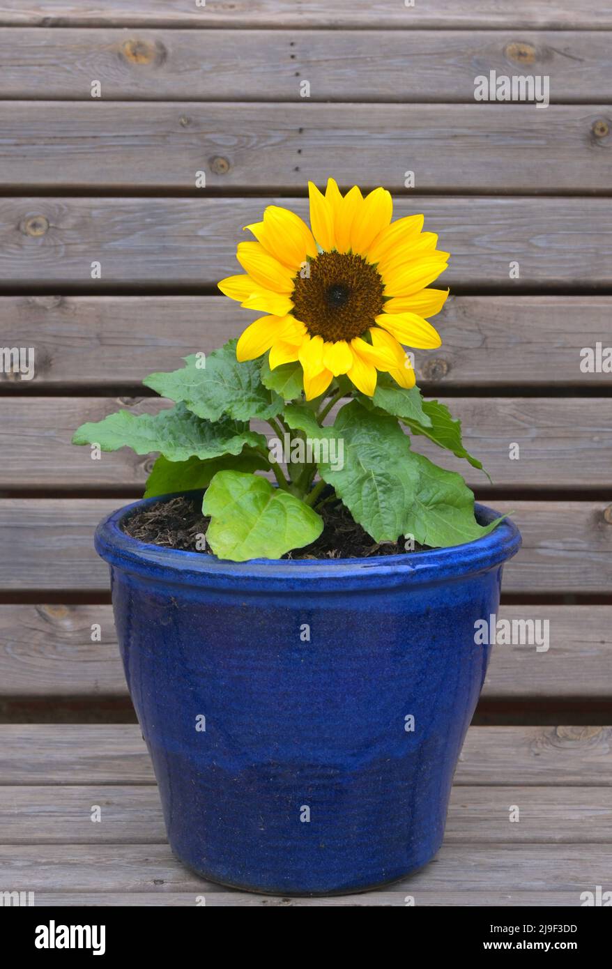 Ukraine sunflower war hi-res stock photography and images - Alamy