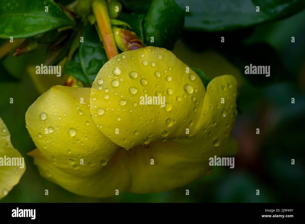 Yellow allamanda (Allamanda cathartica) flowers with waterdrops Stock Photo