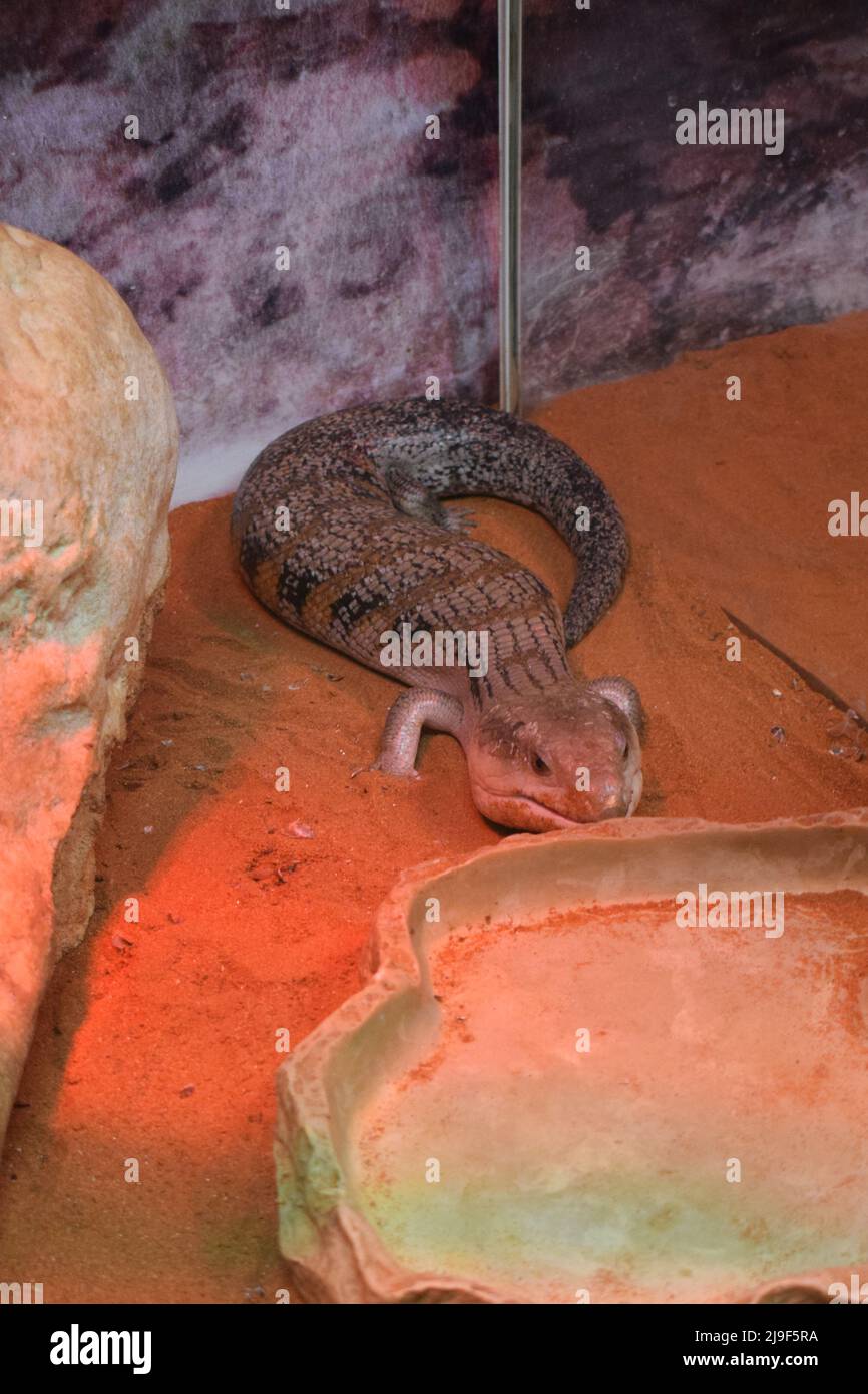 Tanimbar blue tongue skink (Tiliqua scincoides chimaerea). Tiliqua scincoides (common blue-tongued skink, blue-tongued lizard, common bluetongue) Stock Photo