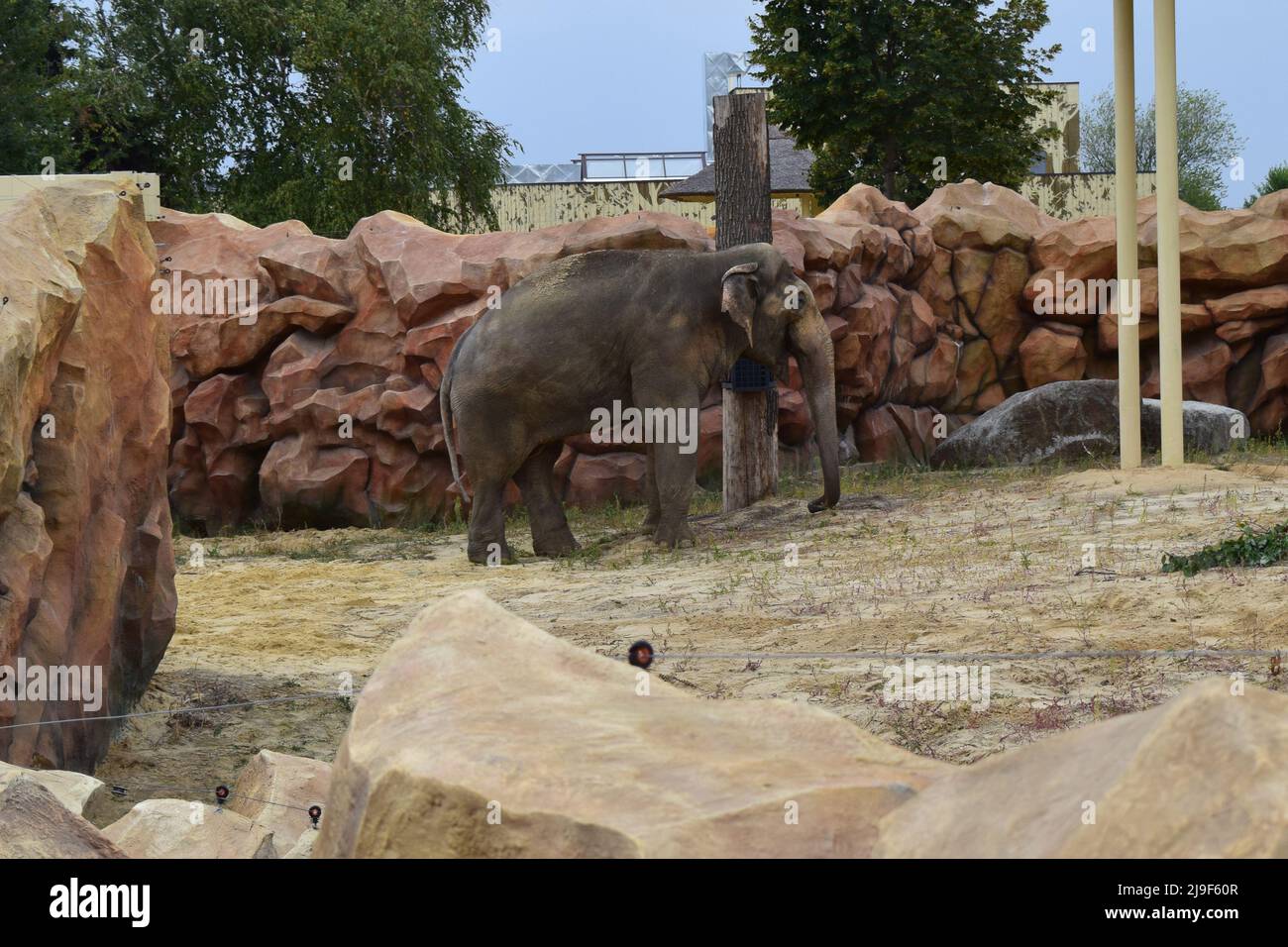 Elephant in a zoo. Asian Elephant, Elephas maximus. Big mammal in the zoo habitat. Stock Photo