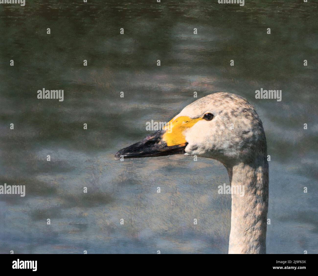 Mixed media photograph and digital art image of a Bewick's swan head Stock Photo
