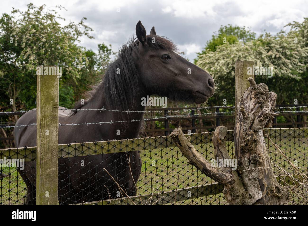 A equine portrait of a dark brown horse or dark bay - a mare - looking over a fence. Stock Photo
