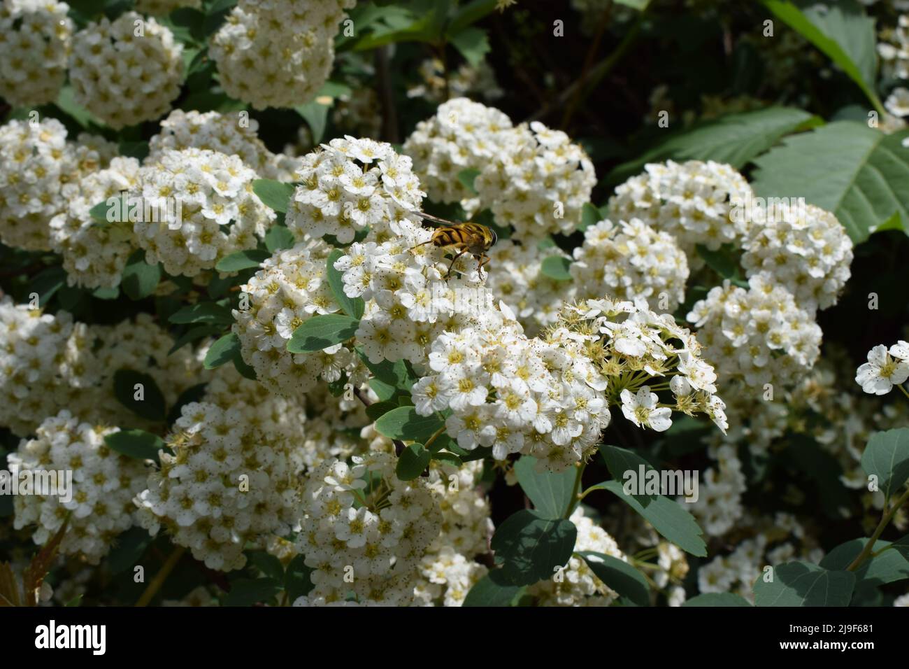 Spiraea - the ornamental shrub blooms with white flowers. Blossoming white Spirea. Spiraea nipponica bush. Stock Photo