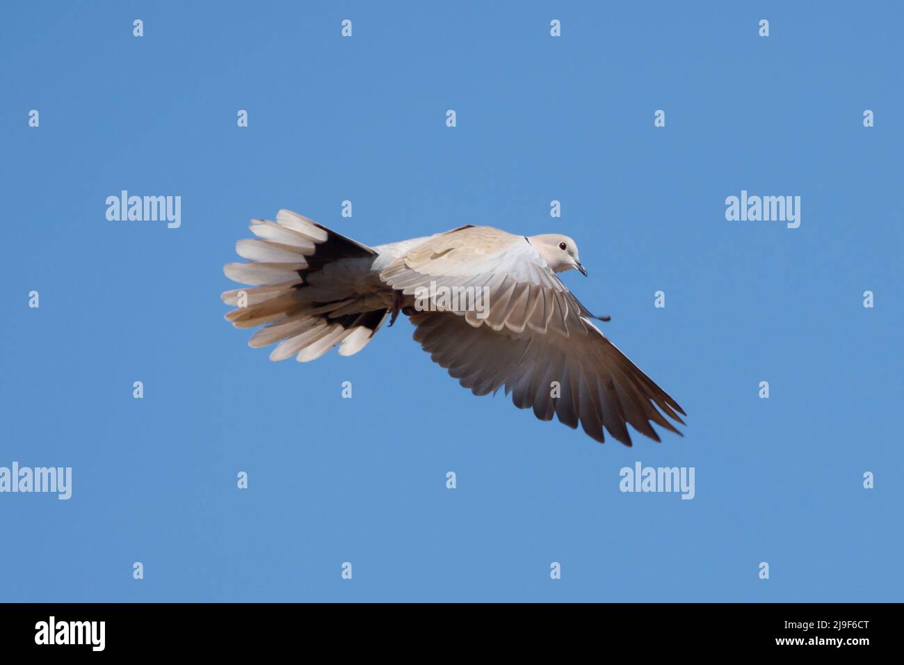 Collared dove (Streptopelia decaocto) in flight. East Sussex, UK Stock Photo