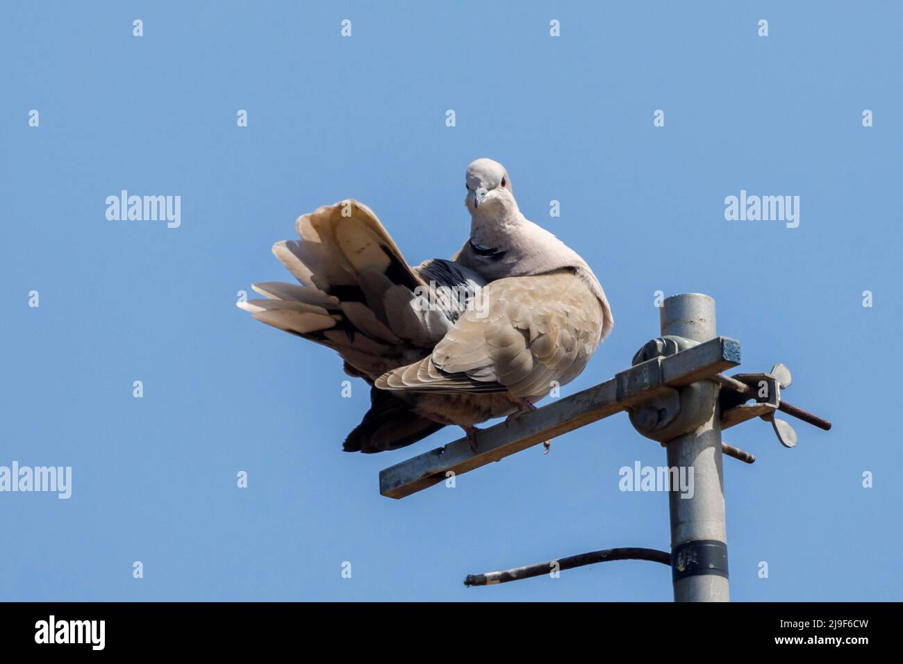 Collared dove (Streptopelia decaocto) East Sussex, UK Stock Photo Alamy