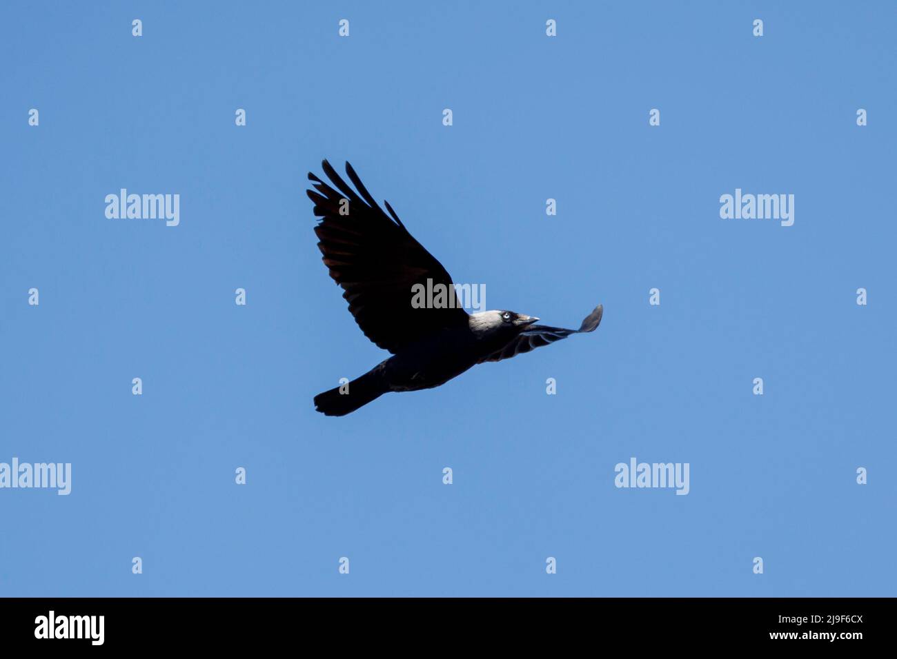 Jackdaw (Corvus monedula) in flight, England, UK Stock Photo