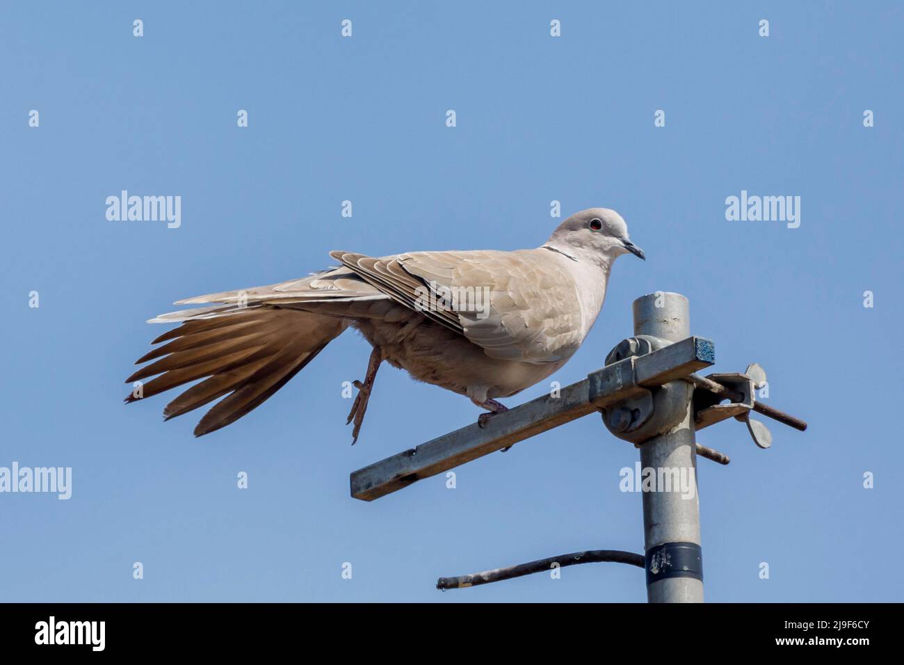 Collared dove (Streptopelia decaocto) East Sussex, UK Stock Photo