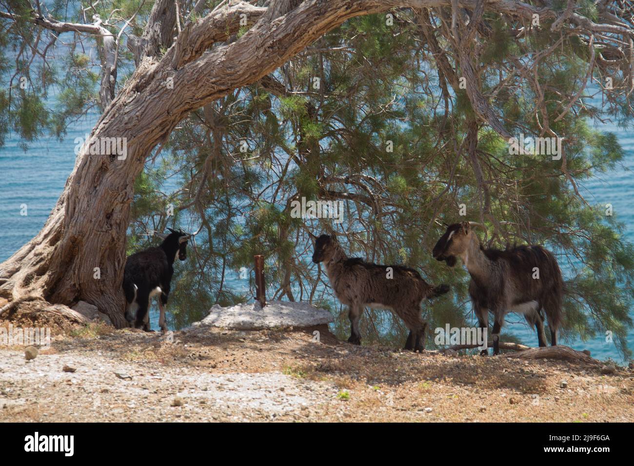 Three goats seek shelter from the sun in the shade of a Tamarisk tree near the blue sea Stock Photo