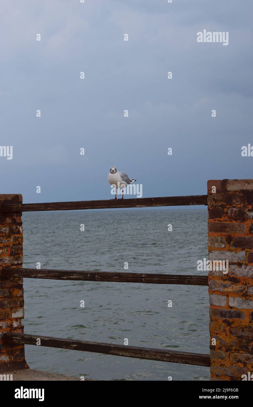 One seagull sits on a old sea pier. The European herring gull, Seagull on the beach pier railing. Close-up of seagull bird. Stock Photo