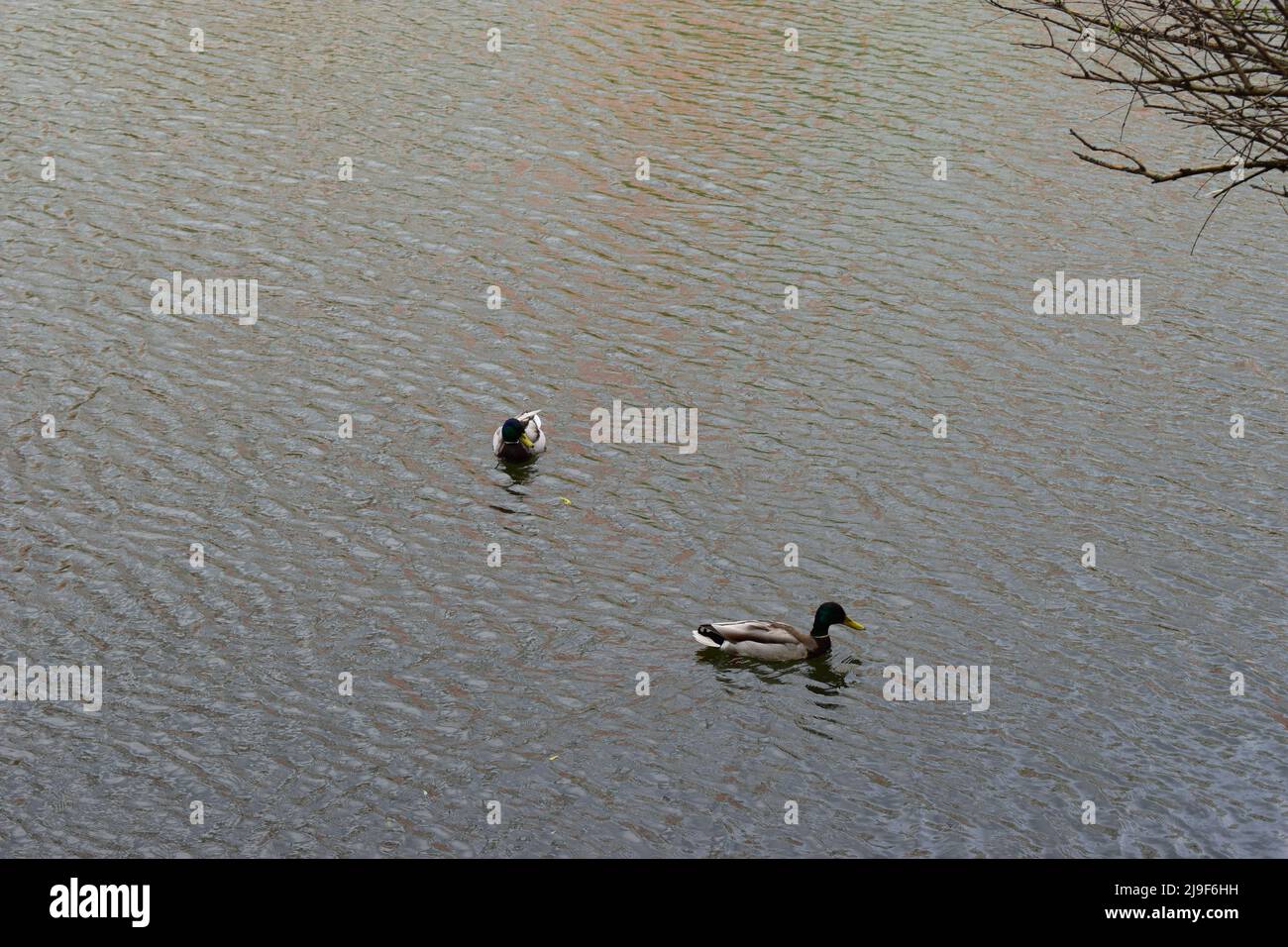 Two drakes swimming in a pond. Wild duck males in river water. Ducks in