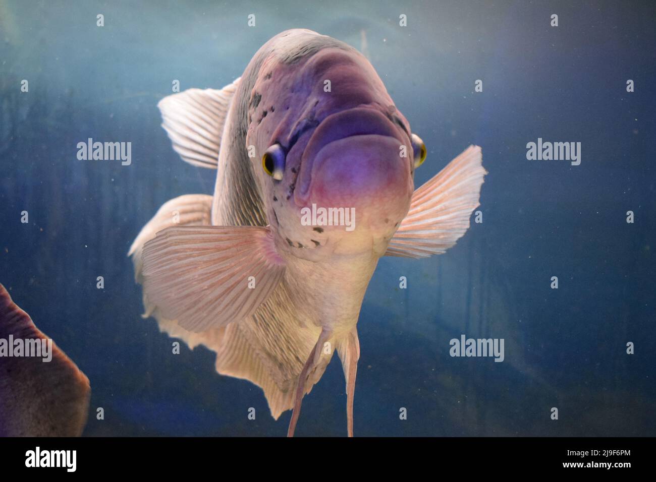 Beautiful tilapia fish in water tank Stock Photo