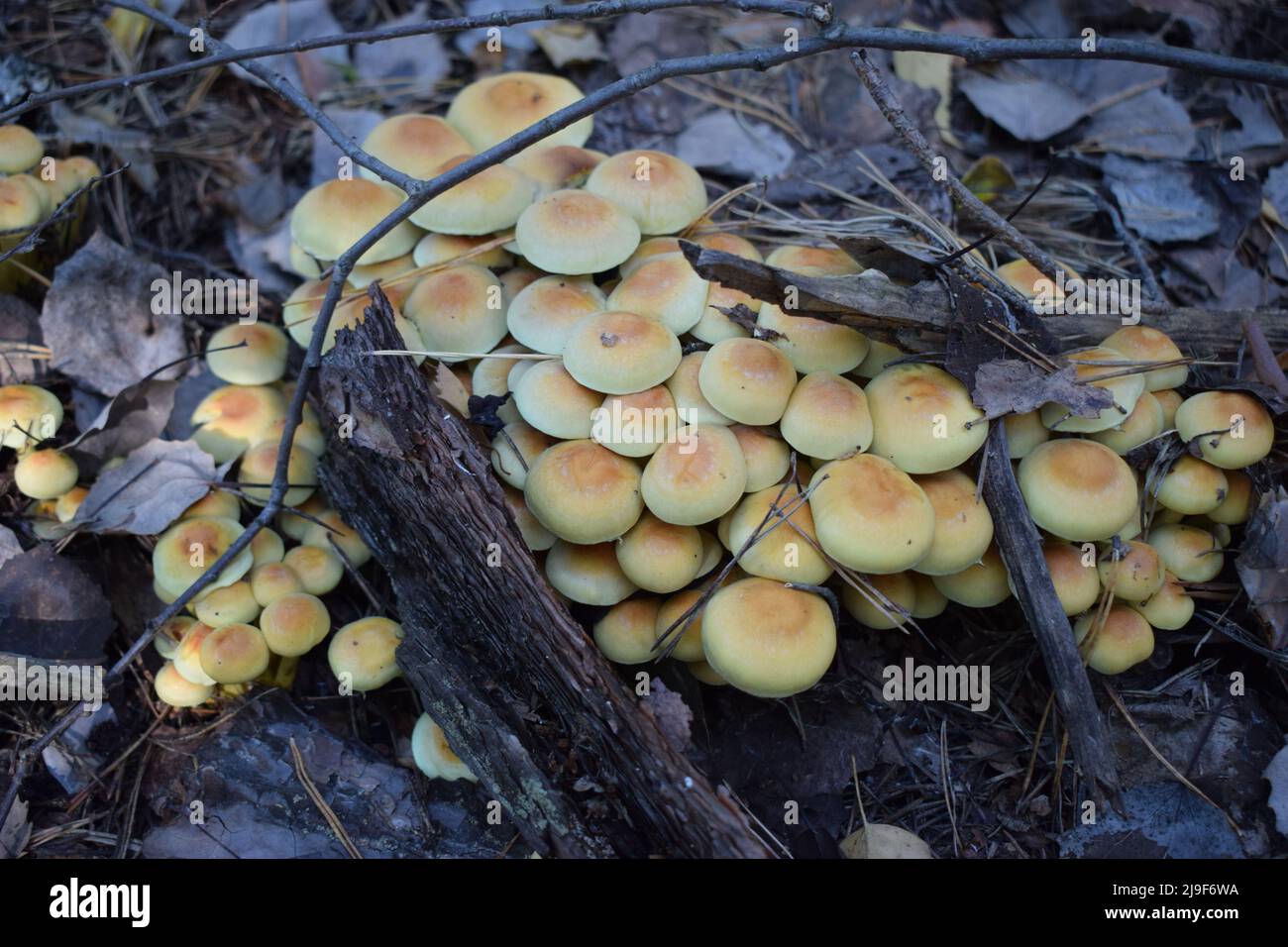 Mushrooms Wild in the forest. Wild, autumn forest mushrooms. Selective focus. Stock Photo
