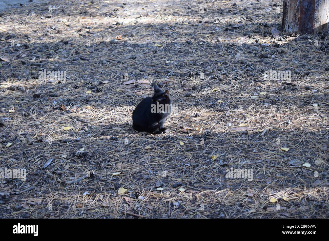 Black cat sits in the forest under the trees. Black cat portrait outdoors. Selective focus photo of a black cat sitting on a path in a pine forest in Stock Photo