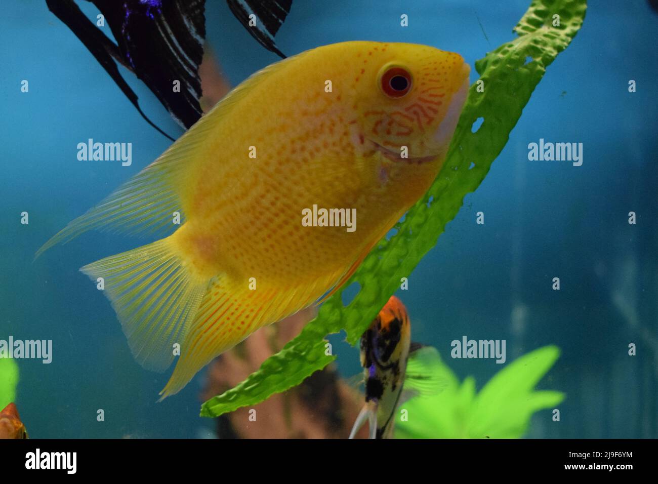 Heros efasciatus. Severum Cichlid swims in the aquarium. Heros severus swim in an aquarium. Yellow fish. Stock Photo