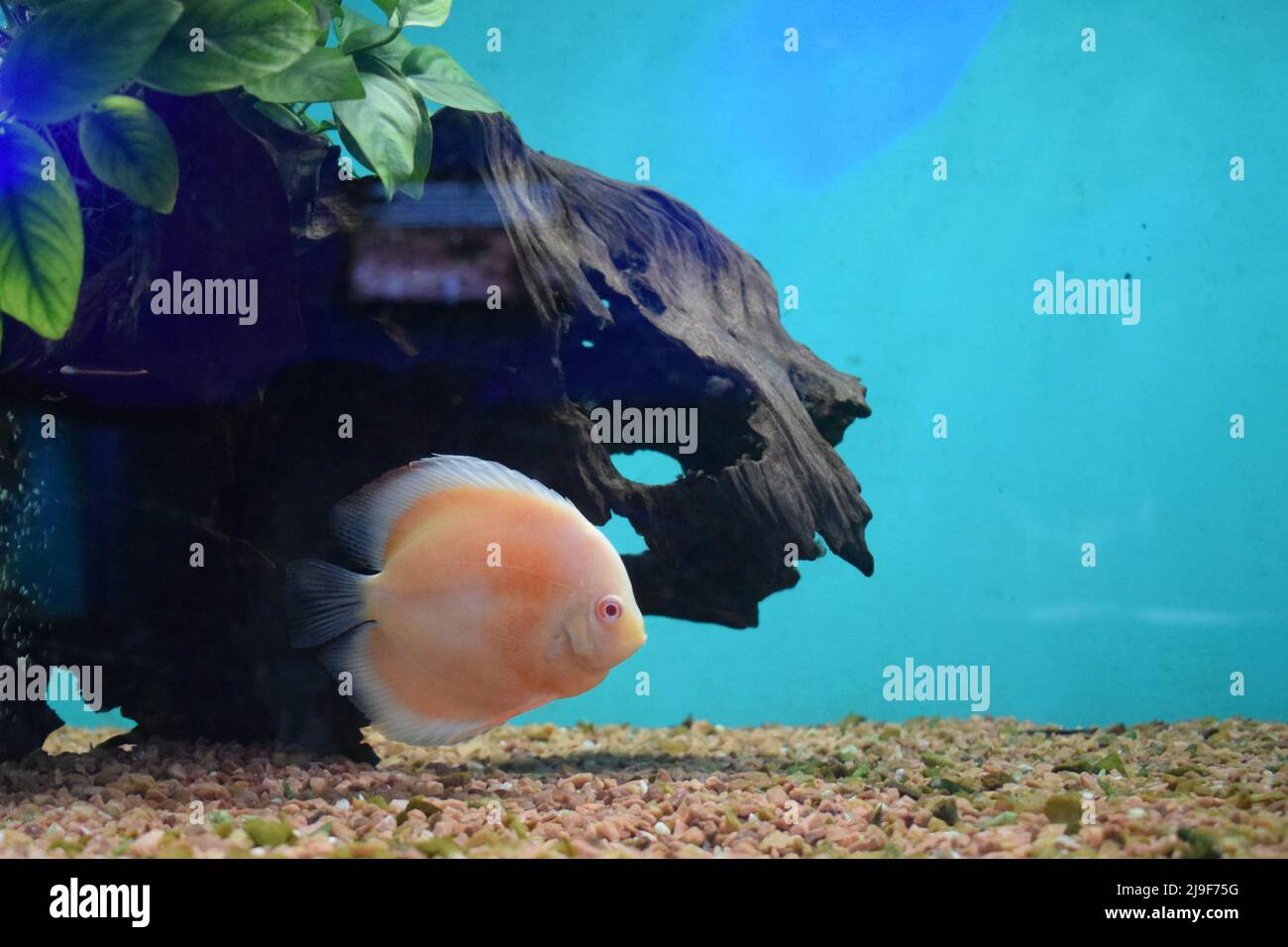 Pompadour discus fish hi-res stock photography and images - Page 3 - Alamy