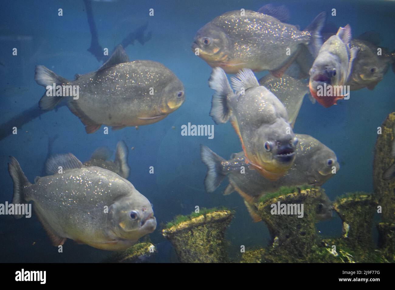 Image showcasing Group of red-bellied piranhas are swimming in fish tank. Red piranha ...