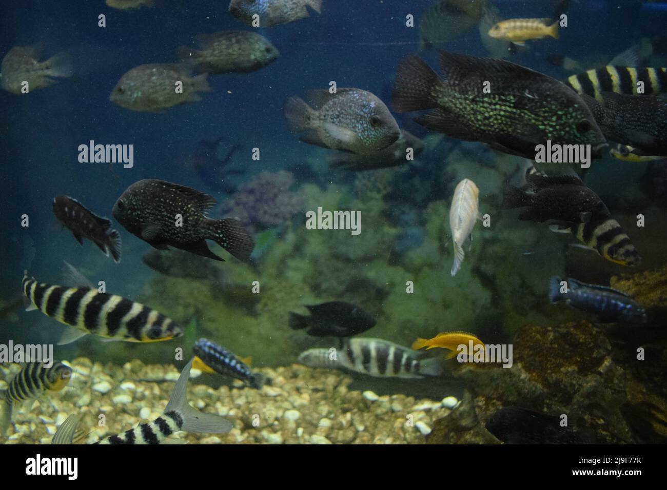 leporinus affinis in fish tank Stock Photo
