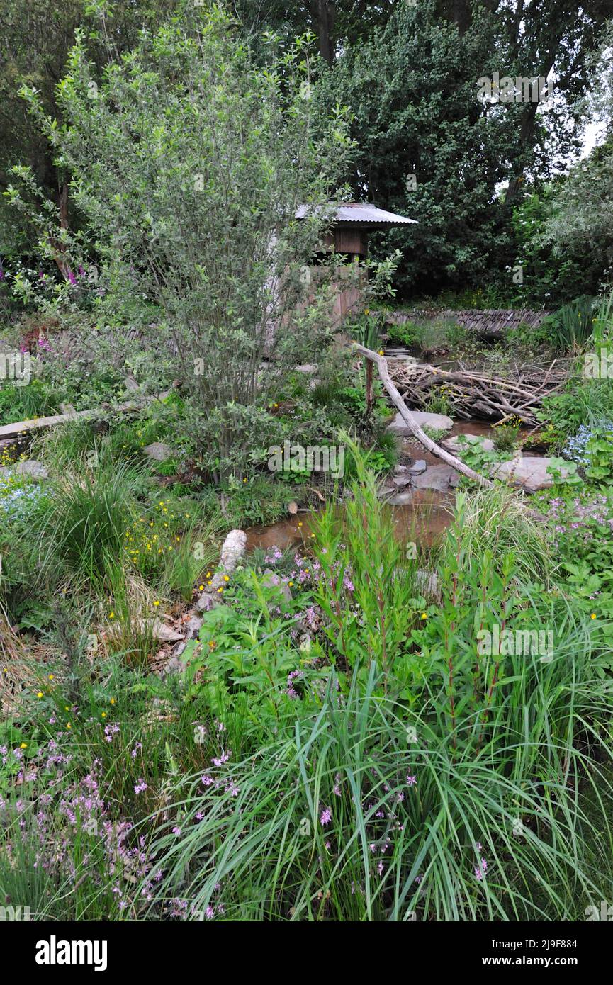 London, UK. 23rd May, 2022. Rewilding Britain Landscape Garden, one of the beautiful show gardens on display at the 2022 Royal Horticultural Society Chelsea Flower Show which opened today in the grounds of the Royal Hospital Chelsea in Chelsea, London, United Kingdom - 23 May 2022.  The garden shows a rewilding landscape in South West England after the reintroduction of a native, keystone species – the beaver. Credit: Michael Preston/Alamy Live News Stock Photo